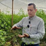 Impulsa la Facultad de Agronomía de la UAS innovación genética en el cultivo de chiltepín