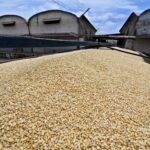 Reconoce Ismael Bello Esquivel respaldo de la Federación y Gobierno de Sinaloa para dar certidumbre a productores de maíz.