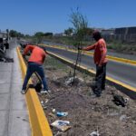 “Avanza programa de arborización y señalización vial para mejorar la imagen urbana y la seguridad de la población”: COMUN Ahome.