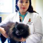 El golpe de calor en mascotas puede ser mortal: Especialista explica cómo evitar el fallo multiorgánico; consejos para evitar tragedias este verano.